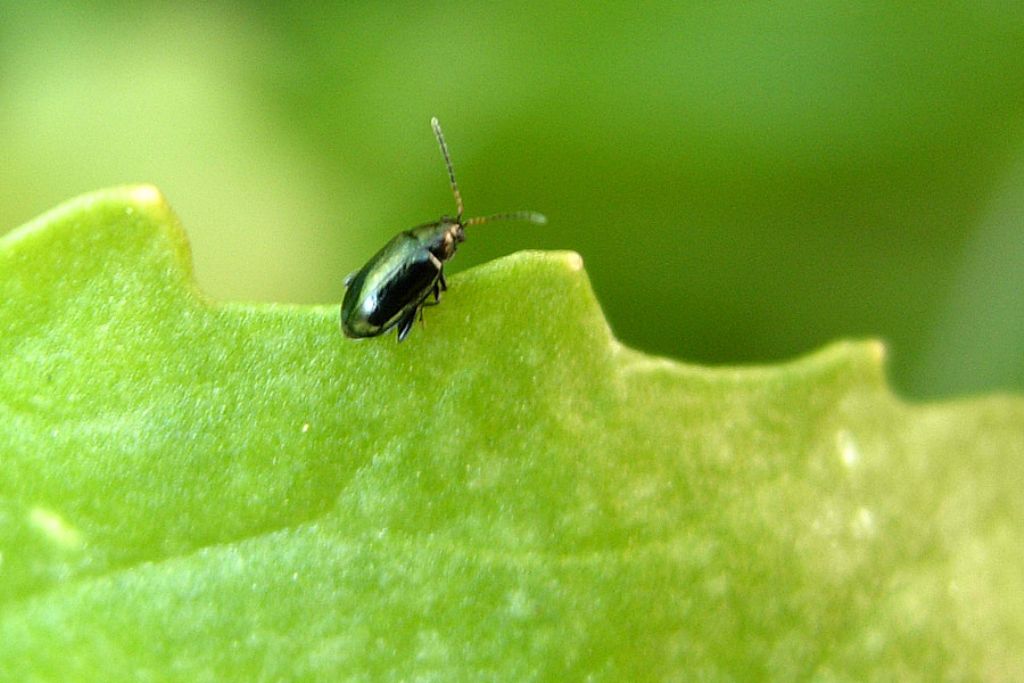 Qui andiamo sul difficile... Phyllotreta sp.